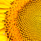 Image for article titled 15 Uncanny Examples of the Golden Ratio in Nature